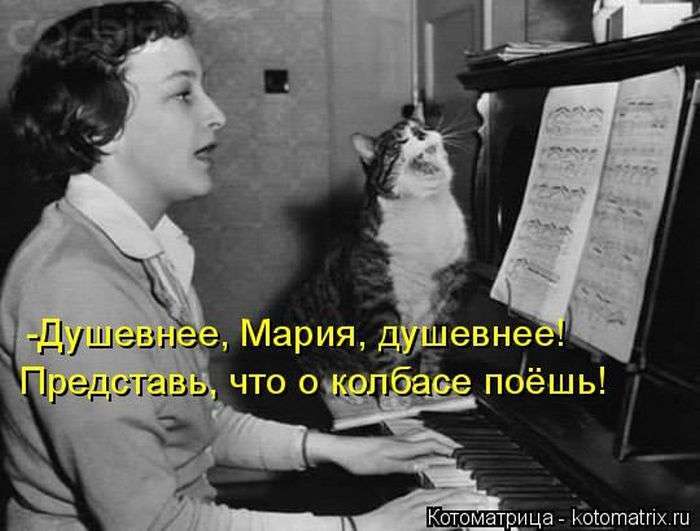Кращі котоматриці тижні (50 фото)