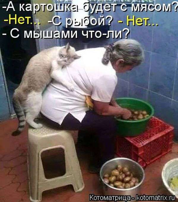Кращі котоматриці тижні (50 фото)
