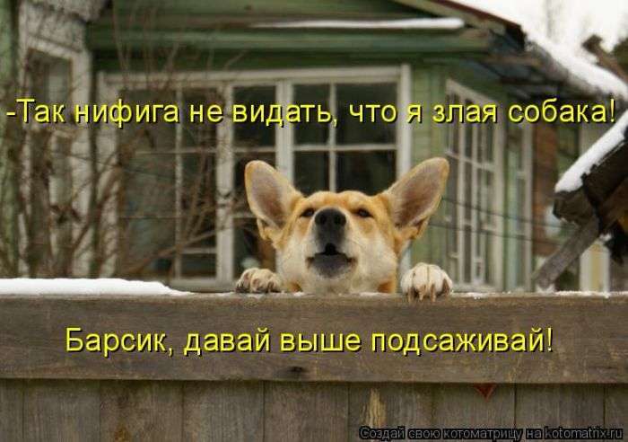Кращі котоматриці тижні (50 фото)