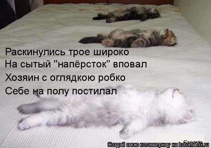 Кращі котоматриці тижні (50 фото)