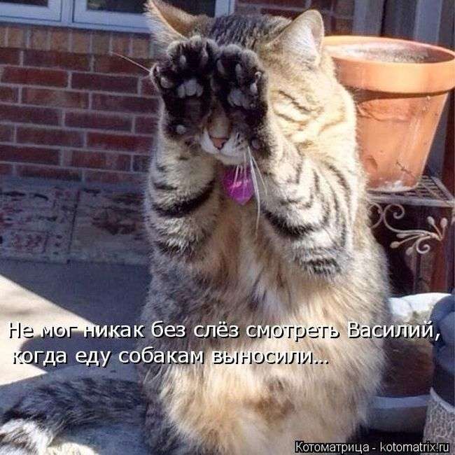 Кращі котоматриці тижні (50 фото)