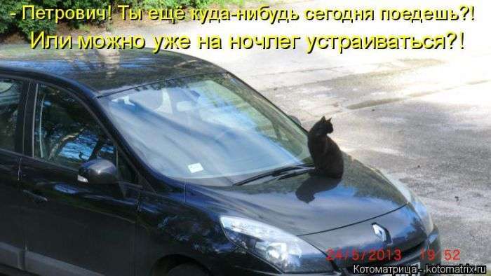 Кращі котоматриці тижні (50 фото)