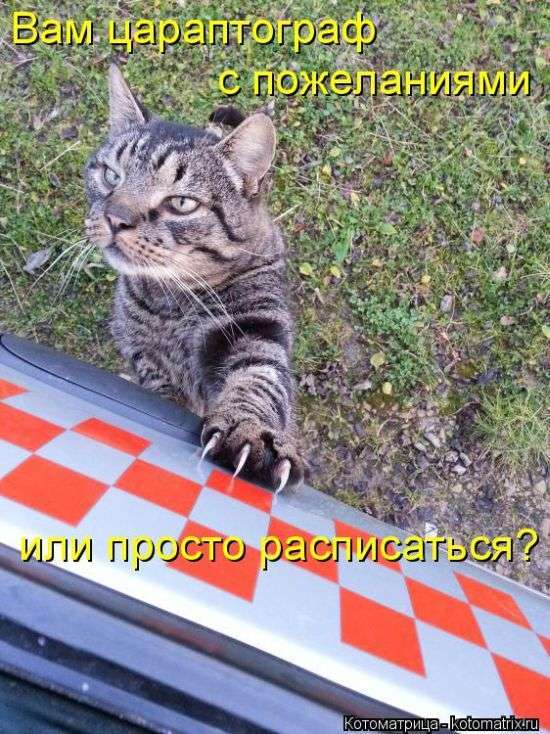 Кращі котоматриці тижні (50 фото)