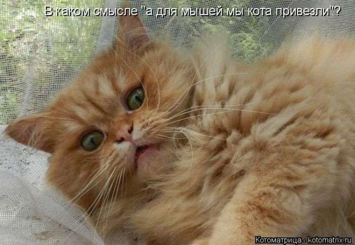 Кращі котоматриці тижні (50 фото)