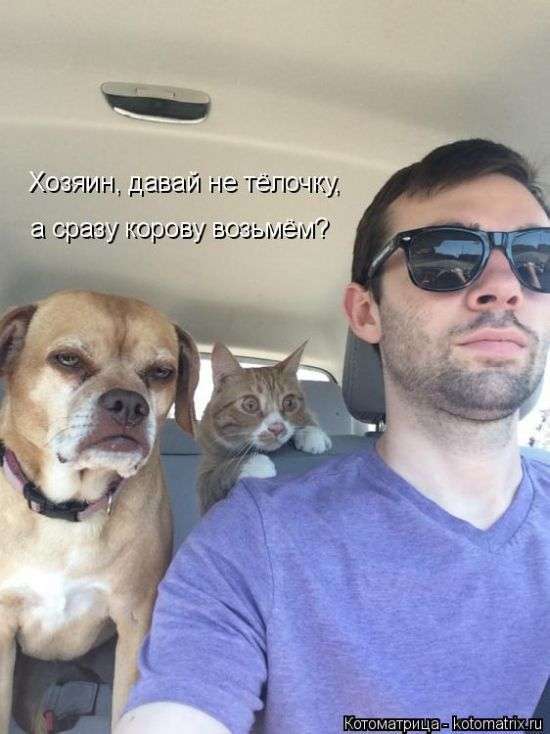 Кращі котоматриці тижні (50 фото)