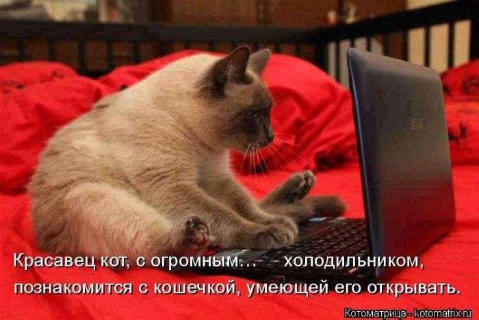 Кращі котоматриці тижні (50 фото)