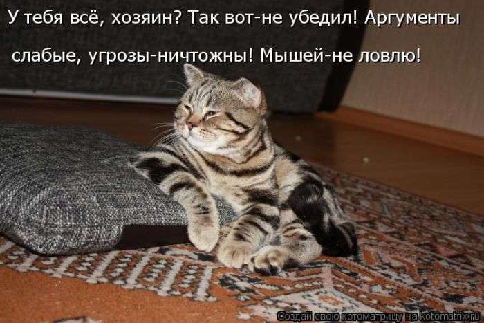 Кращі котоматриці тижні (50 фото)
