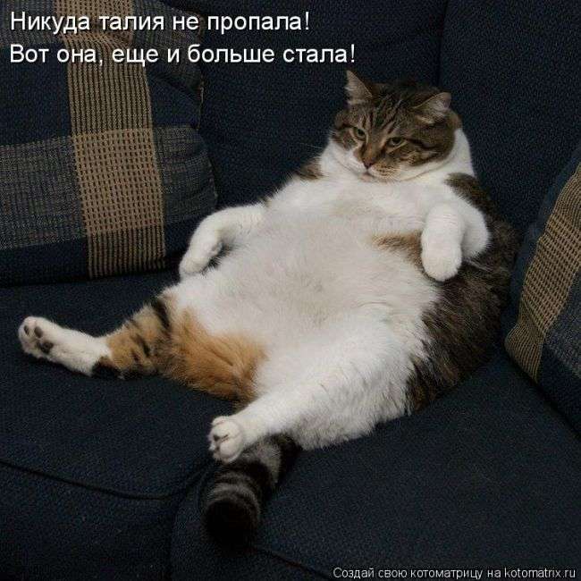 Кращі котоматриці тижні (50 фото)