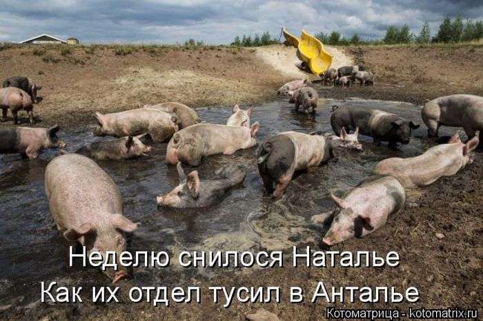 Кращі котоматриці тижні (50 фото)