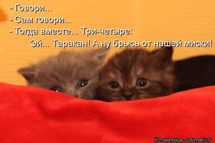 Кращі котоматриці тижні (50 фото)