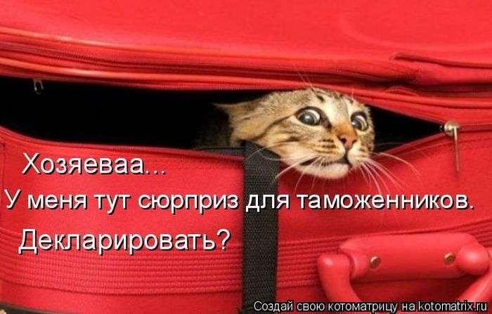 Кращі котоматриці тижні (50 фото)