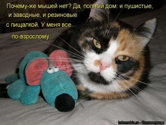 Кращі котоматриці тижні (50 фото)