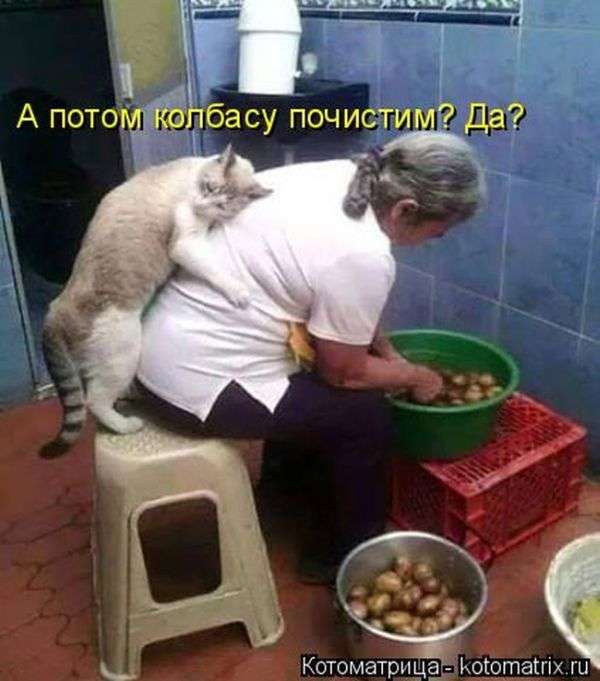 Кращі котоматриці тижні (50 фото)