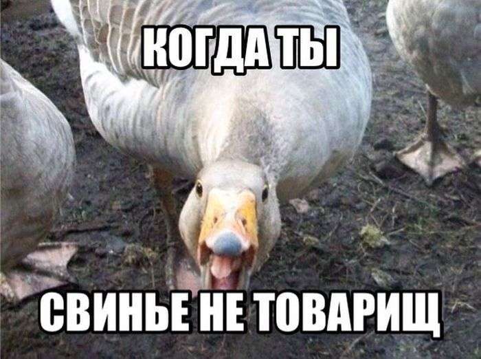 Підбірка прикольних фото №1214 (93 фото)