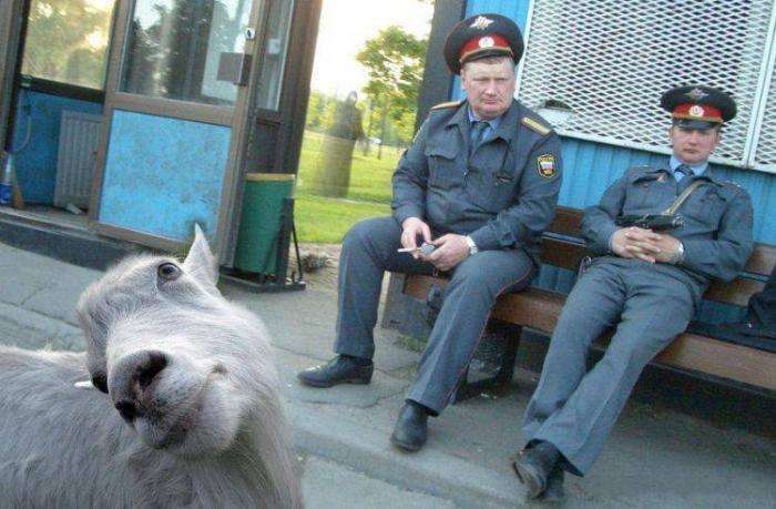 Тільки в Росії (25 фото)