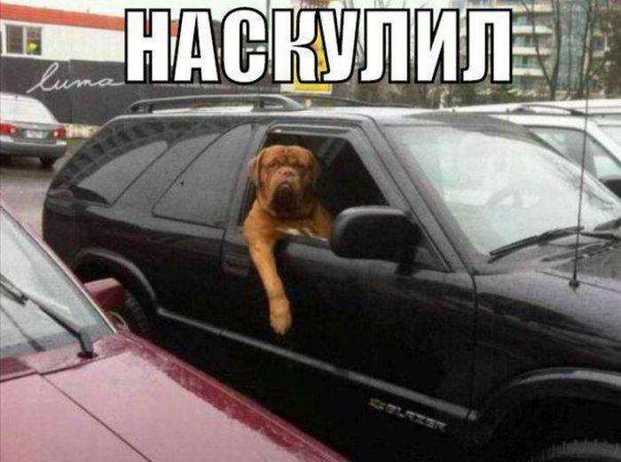 Автомобільний гумор (39 фото)