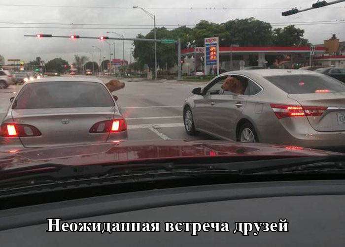 Підбірка прикольних фото №1219 (76 фото)