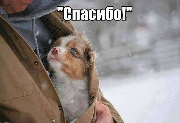 Підбірка прикольних фото №1220 (65 фото)