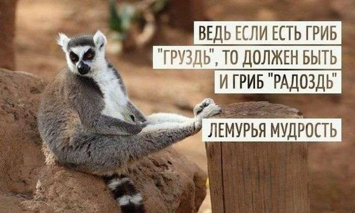 Підбірка прикольних фото №1225 (63 фото)