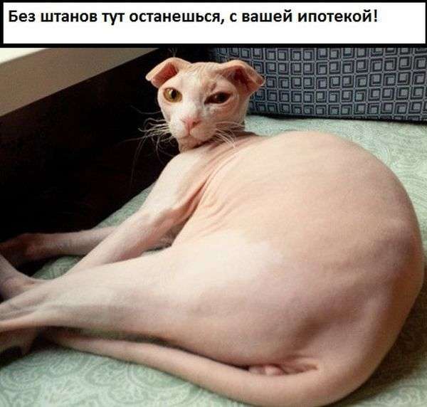 Підбірка прикольних фото №1235 (53 фото)