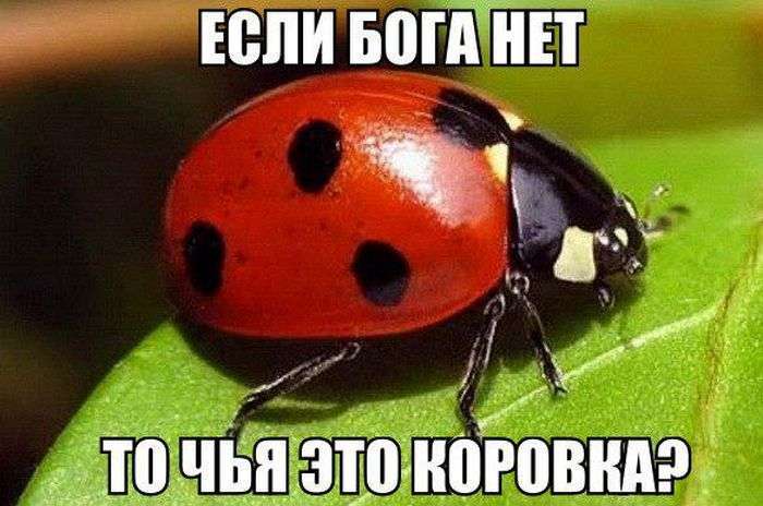 Підбірка прикольних фото №1235 (53 фото)