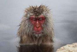 ВАННИ ДЛЯ МАВП