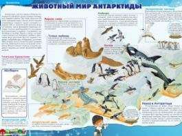 Тваринний світ АНТАРКТИДИ