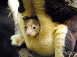 Австралійські кенгуру