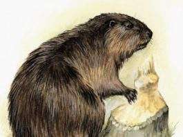 Річковий бобер