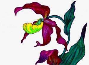 Лісова орхідея