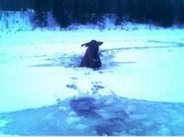 Як мужик лося рятував (5 фото)