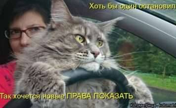 Кращі котоматриці тижні (50 фото)