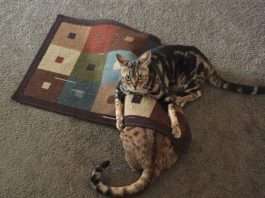 Підбірка прикольних фото №1210 (123 фото)