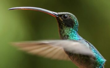 Бої колібрі: еволюційна війна в тропічному лісі