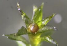 Життя за межами Землі: мох приєднується до рядів організмів, які виживають у космосі