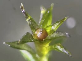 Життя за межами Землі: мох приєднується до рядів організмів, які виживають у космосі