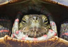 Hoe dieren de winter overleven: van kontademende schildpadden tot bevroren kikkers