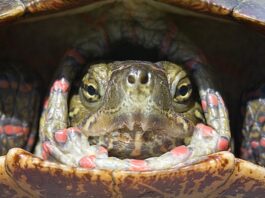 Як тварини переживають зиму: від черепах, що дихають спиною, до замерзлих жаб