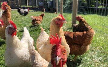 Перша підтверджена смерть людини від нового штаму пташиного грипу H5N5