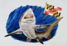 Меріленд вважає мегалодона офіційною акулою штату