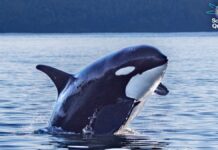 Критично мала популяція косаток перебуває на межі вимирання, поки дослідження ускладнюються