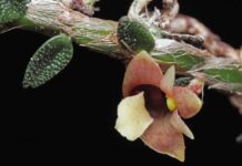 Дивовижні ботанічні відкриття 2025 року: гриби-зомбі, живі камені та квіти вогняного демона