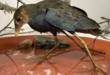 Рідкісний тропічний птах, загублений взимку Массачусетс