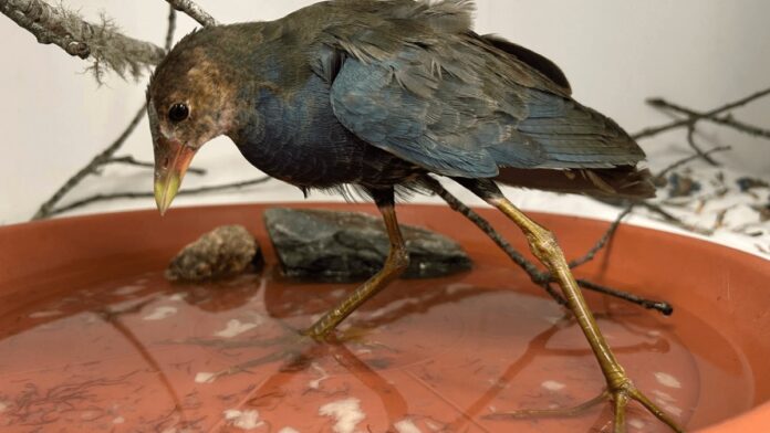 dbaeaec9-1b6b-4c65-abbf-0109ac047118