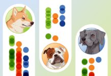 Стереотипи про породи собак: що говорить наука про поведінку чотирилапих