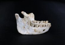 Нове палеонтологічне відкриття вказує на ключову роль Північної Африки в походженні людини