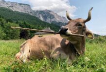 Знаряддя для корів – реальність: епохальне дослідження виявило дивовижний інтелект худоби