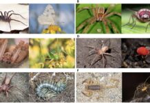 Los humanos evitan activamente mirar a las arañas, incluso cuando hay otros insectos presentes