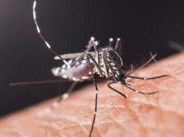 Комари Полювали на людей протягом 1,8 мільйона років