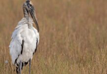 Відновлення популяції випи (Wood Stork): виняток зі списку видів, що зникають, після чотирьох десятиліть